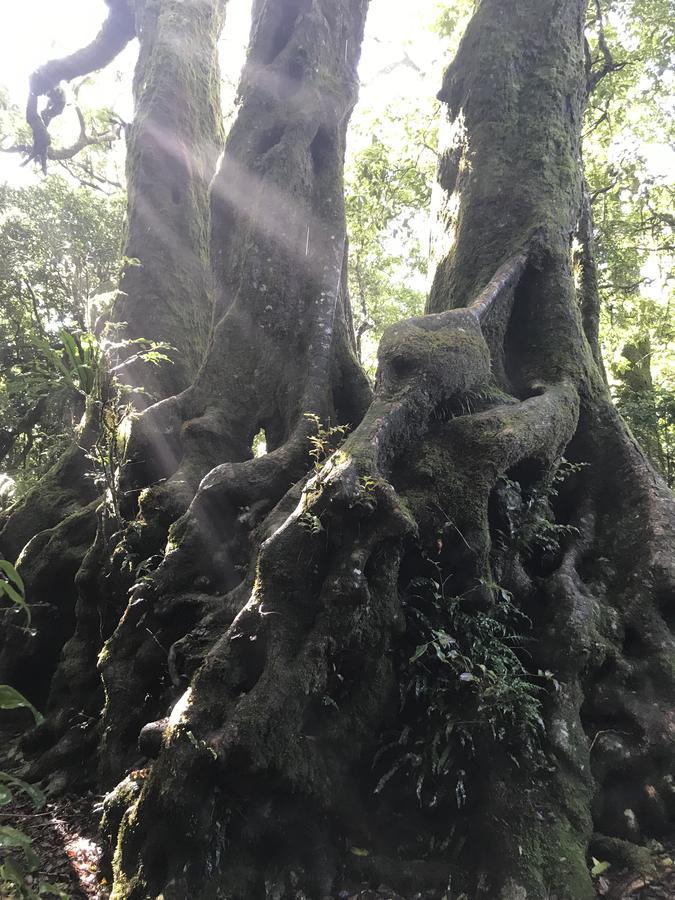 מלון ספרינגברוק Purling Brook Falls Gwongorella מראה חיצוני תמונה